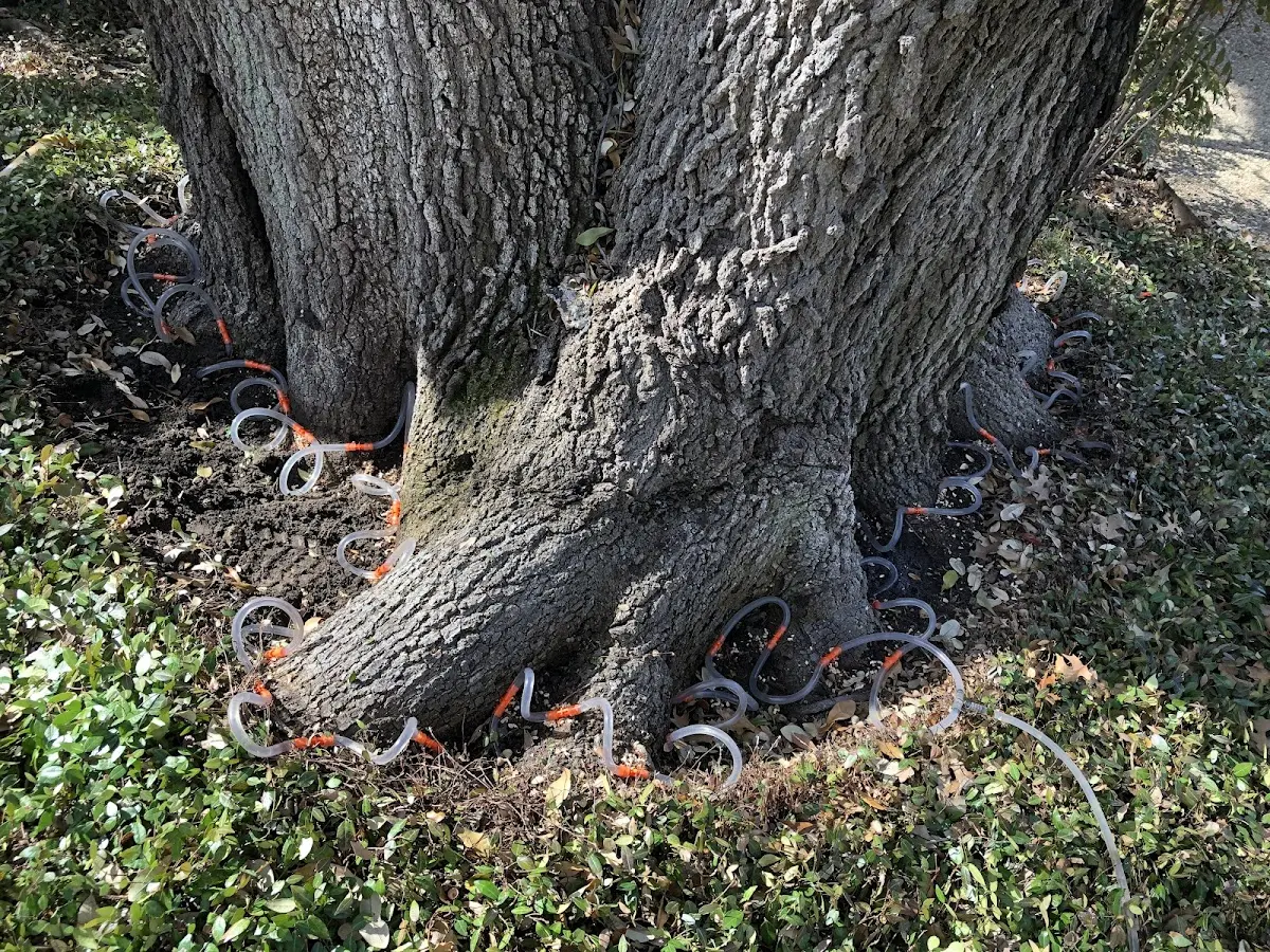Detailed Tree Cabling and Bracing job site in Malaga