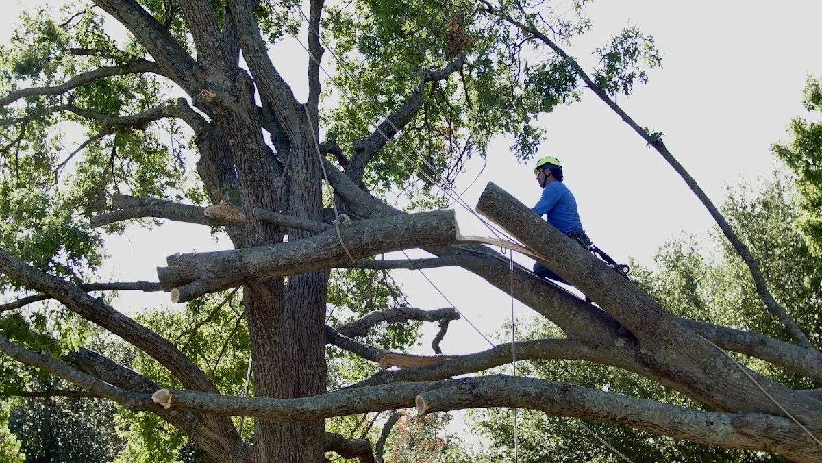 Professional Crown Thinning performed by certified arborists in Malaga